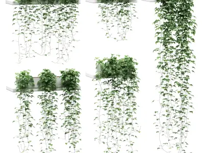 Hanging ivy in pots on the shelves - 5 models 3D model