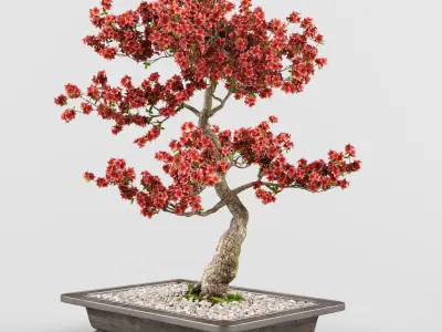 Sakura Bonsai tree 02 3D model