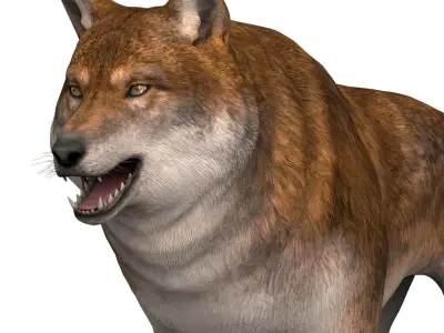 Red Wolf Low-poly 3D model