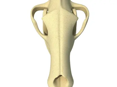 Bones of Dog Skull 3D model