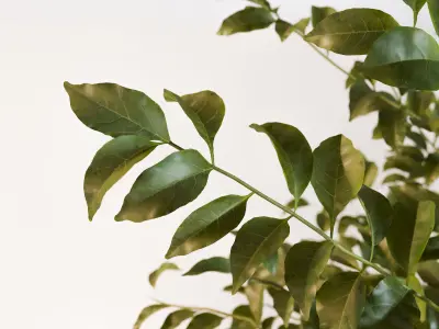 Fraxinus griffithii Tree 3D model