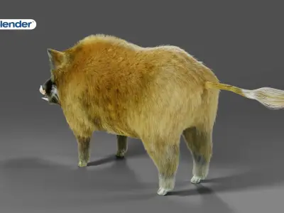 Fur Black Wild Boar Rigged V05 in Blender Low-poly 3D model