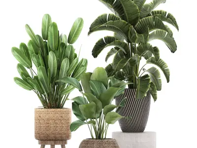 Ornamental plants in a rattan basket 779 3D model