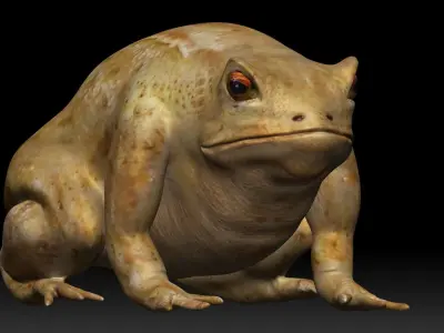 Cane Toad bullfrog Low-poly 3D model