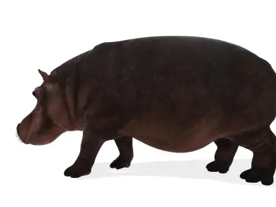 Realistic River Hippopotamus Rigged 3D Model 3D model