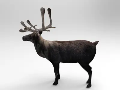 Black Reindeer rigged animated 3D model Low-poly 3D model