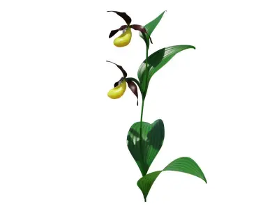 Ladys slipper orchid 3D model