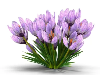 Crocus violet 3D model