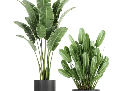 Collection of decorative plants in flowerpots 754 3D model