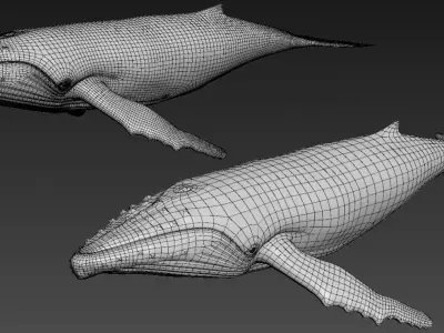 Humpback whale Low-poly 3D model