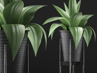 Plants Collection 107 3D model