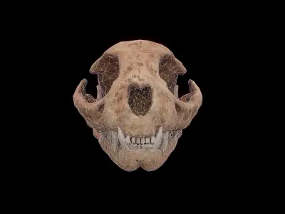 Cat skull PBR Low-poly 3D model