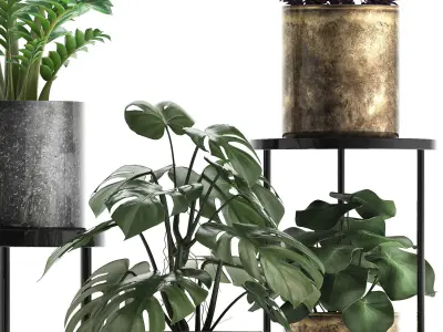 Collection of Exotic plants monsterra 342 3D model