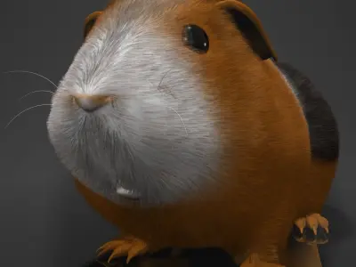 Guinea pig  Cavia porcellus Rigged Low-poly 3D model