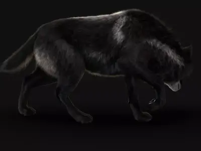 Black Timber Wolf Xgen 3D model