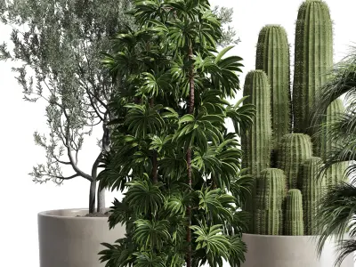 indoor plant 190 pot  cactus olive palm concrete dirt vase 3D model