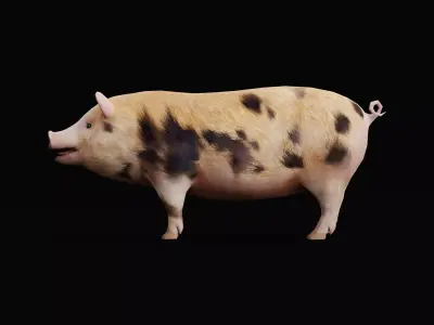 Oxford Sandy Forest Pig Animal Low-poly 3D model
