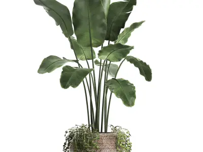 Collection of Exotic Plants banana bush plants round basket 412 3D model
