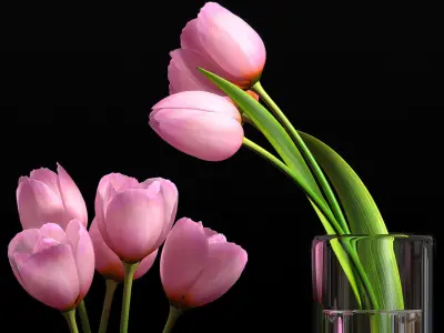 pink tulip set 5 3D model