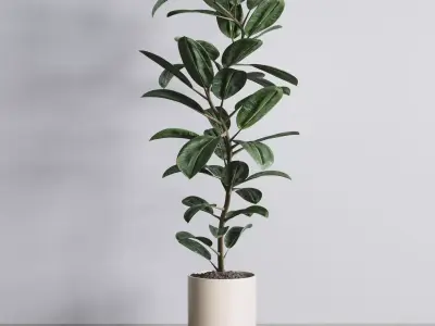 Ficus rubbery plant in wooden vase - Indoor plant 340 Low-poly 3D model