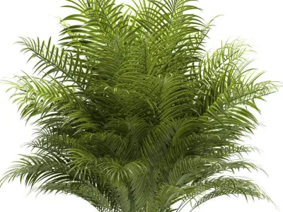 Plant 67 3D model