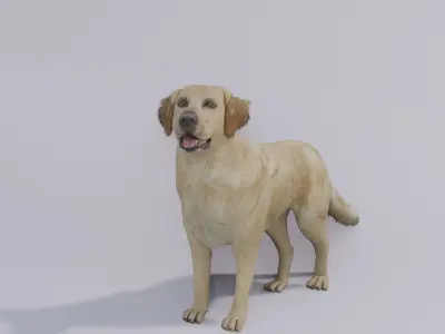 Golden Retriever animated 3D 3D model