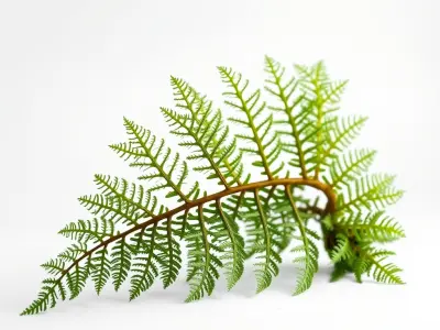 Realistic Davallia Fern Leaves model pack Low-poly 3D model
