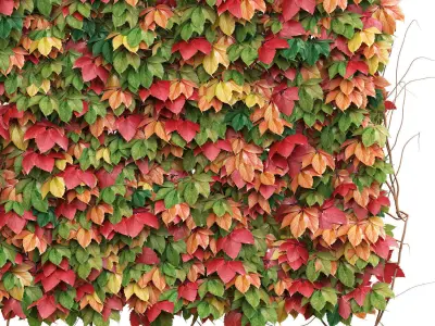 Decorative wall of autumn leaves of grapes Low-poly 3D model