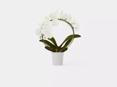 Phalaenopsis hybrid bow white Low-poly 3D model