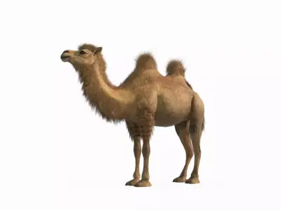 Desert mammal camel 3D model