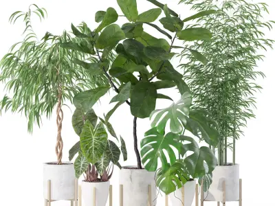 Plants collection 141 3D model