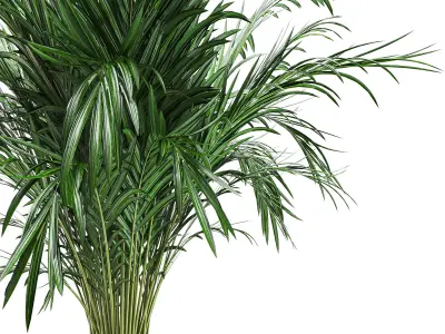 indoor luxury plant01  3D model