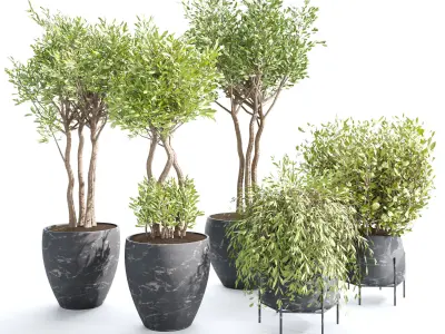 plant collection set 02