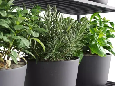 Herb Shelf with Black Pots 3D model