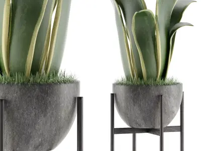 House Plant 25 3D model
