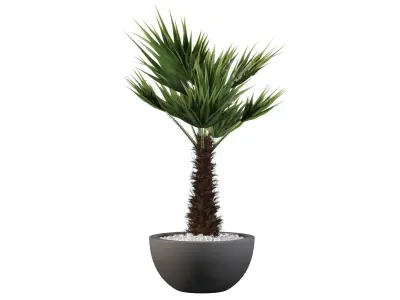Chamaerops palm 3D model