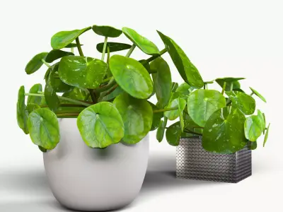 Interior small plant of pilea peperomioides   3D model