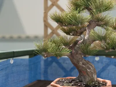 Pine Bonsai in Pot Low-poly 3D model
