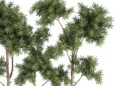 Decorative trees in a white flowerpots 760 3D model