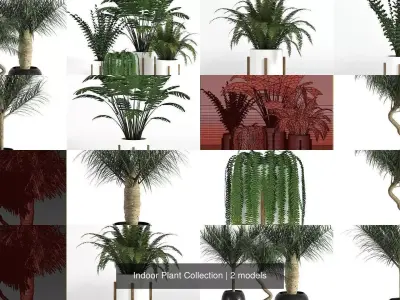 Indoor Plant Collection