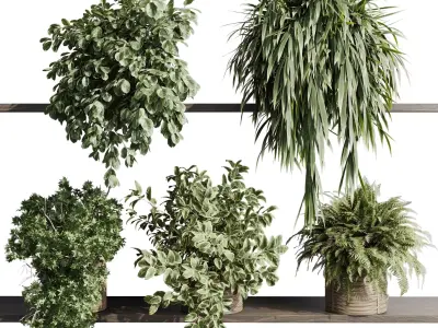 wall plant - set Indoor plant 431 hanging plants on shelf  3D model