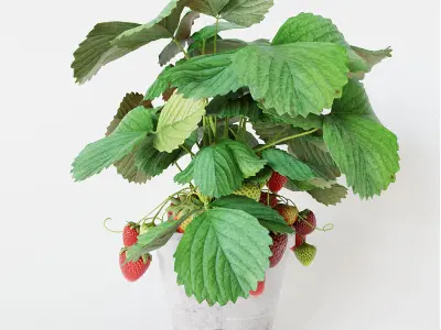 Strawberry in pot 3D model