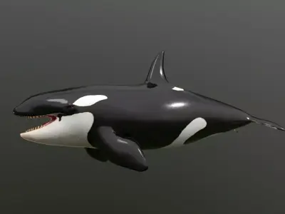 killer whale Low-poly 3D model