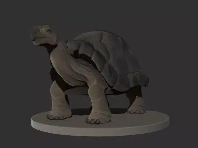 Tortoise 3D High Poly Model 3D model