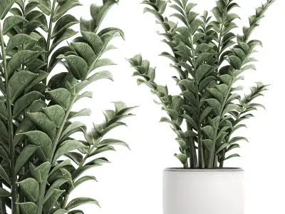 Zamioculcas in pots for the interior 616 3D model