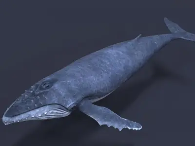Humpback whale Low-poly 3D model