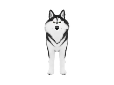 Siberian Husky Rigged Dog 3D Model Low-poly 3D model