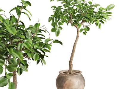 Ficus Plant in Rustic Clay Terracotta Pot 3D model
