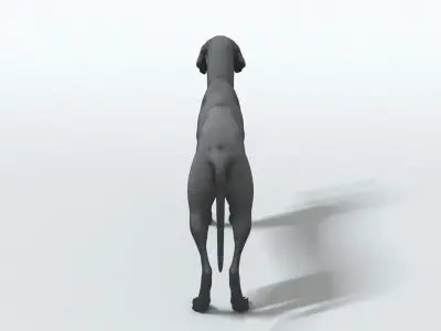 laos Weimaraner dog 3D model