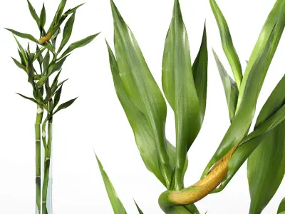 Lucky Bamboo And Bamboo Silk Indoor Plant 3D model